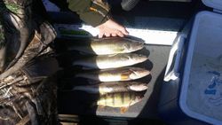 Walleye in Wisconsin