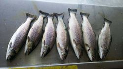 Sea Trout in Wisconsin