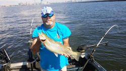 Brown Trout in Wisconsin