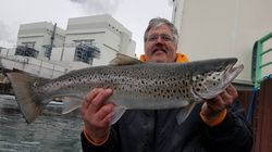 Photograph of a fisherman holding a large sea trout in Wisconsin