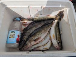 Three fish caught while fishing in Wisconsin