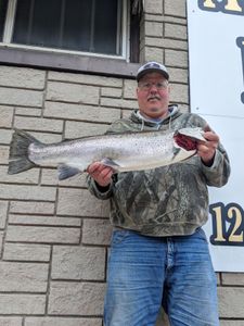 A 29-inch Rainbow Trout caught in Sturgeon Bay while fishing
