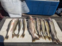 4 fish caught in Sturgeon Bay