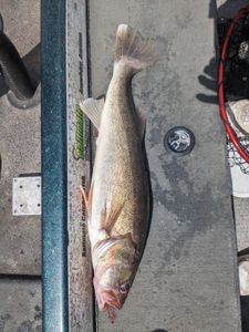 Walleye caught while fishing in WI