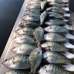 Branson's Finest Crappie: A Fisher's Dream!