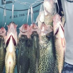 Catch the Thrill: Branson's Crappie Fishing Trip