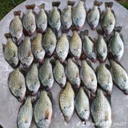 Branson's Crappie Craze