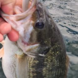 Cast into Branson: Crappie Fishing at Its Best!