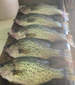 Crappie Reels Of The Day In Branson