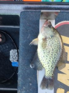 Another great trips with bigguns
