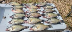 White Crappie Table Rock