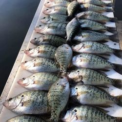 Table Rock Crappie Slabs