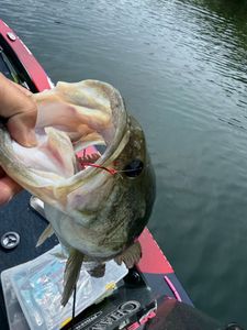 Fish-Species