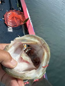 Fish-Species