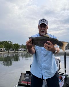 Angler holding a large rainbow trout in Kimberling City
