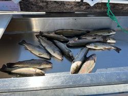 5 great barracuda fish caught in Missouri
