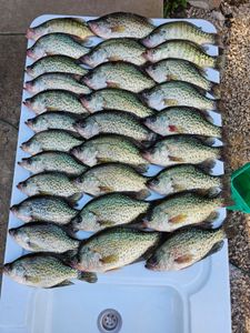 10 white crappie and crappie fish caught while fishing in MO
