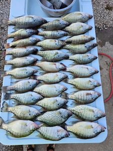 10 white crappie fish caught in Kimberling City