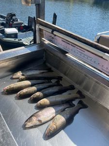 3 fish caught fishing in Kimberling City