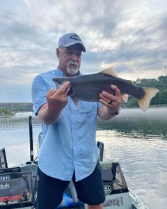 A single rainbow trout, 21 inches long, caught while fishing in MO