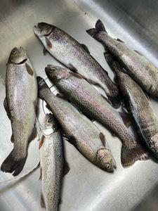 Five rainbow trout caught in Kimberling City