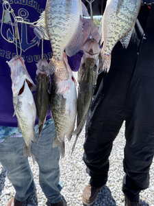 Snagged a school of feisty white crappie with some classic jigging and bait casting skills!