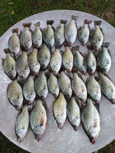 18 crappie fish caught near Kimberling City