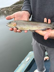 A rainbow trout caught while fishing in Kimberling City