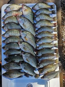 8 white crappie fish caught in Kimberling City
