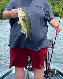 Largemouth Bass caught in Kimberling City