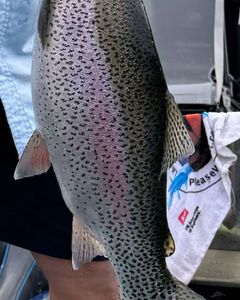 A rainbow trout fish caught while fishing in MO