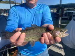 Rainbow trout in Kimberling City