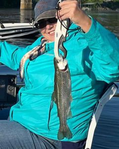 A 17-inch rainbow trout caught while fishing in Kimberling City