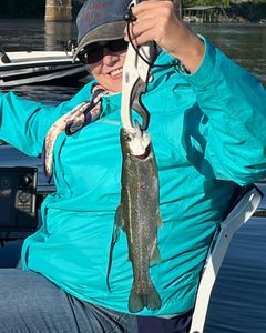 Rainbow trout caught in Missouri