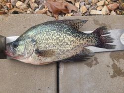 17 inch, 3.12 lb. crappie