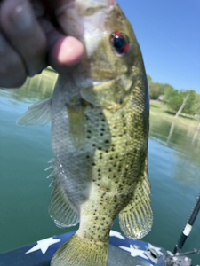 Reeled in a feisty rock bass with some expert techniques!