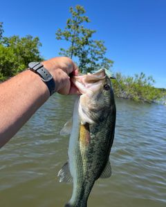 Spotted Bass caught while fishing in Missouri