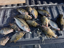 Reeled in a huge haul of big bass and crappie at Table Rock today!