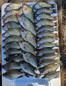 White crappie fish in Kimberling City