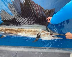 Atlantic Sailfish caught while fishing in Tampa