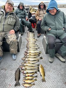 Fish-Species