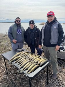 Fish-Species