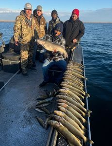 3 Hardhead Sea Catfish, 23 inches, fishing in Pasco