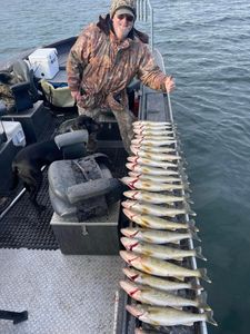Pike-Perch and Walleye fish caught in Pasco
