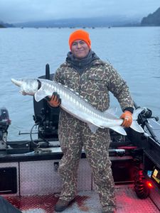 White Sturgeon fish caught in WA