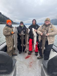Five white sturgeon caught during fishing trip in Pasco