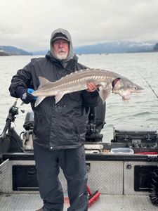 A single white sturgeon fish caught in Pasco