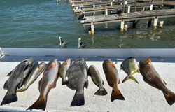 7 spotted weakfish caught at South Padre Island