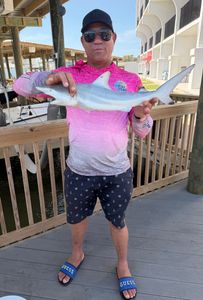 Blacktip shark caught fishing at South Padre Island TX