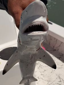 Blacktip shark caught while fishing at South Padre Island TX